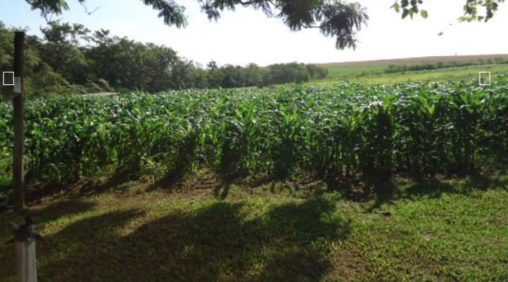 Fazenda, 215 hectares - Foto 22