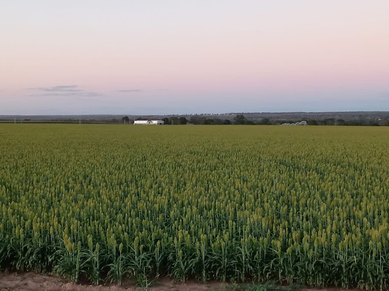 Fazenda, 1580 hectares - Foto 3