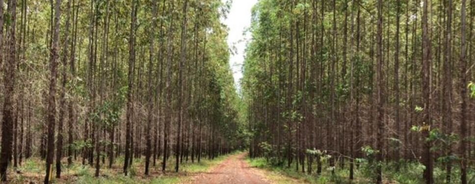 Fazenda, 449 hectares - Foto 1