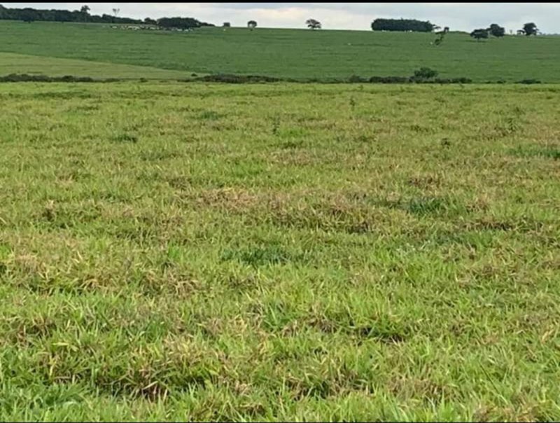 Fazenda, 1467 hectares - Foto 11