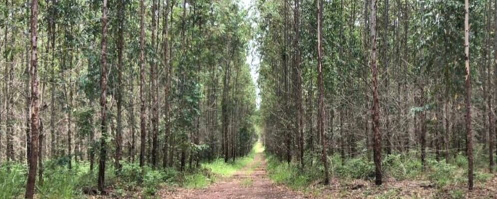 Fazenda, 449 hectares - Foto 5