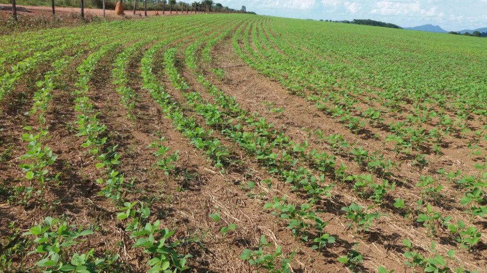 Fazenda, 57000 hectares - Foto 7