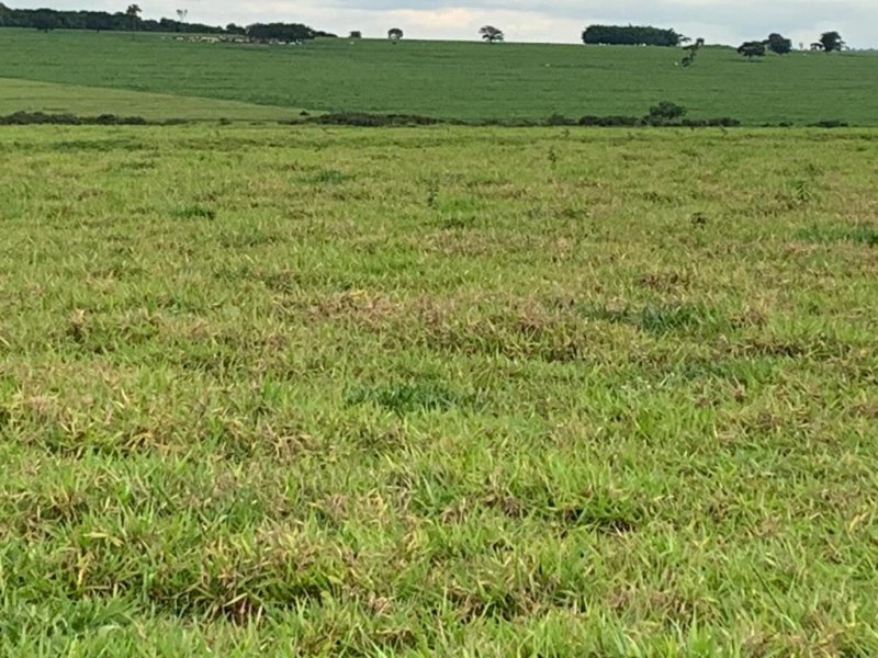 Fazenda, 1467 hectares - Foto 16