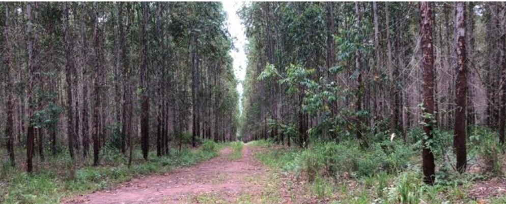Fazenda, 449 hectares - Foto 2