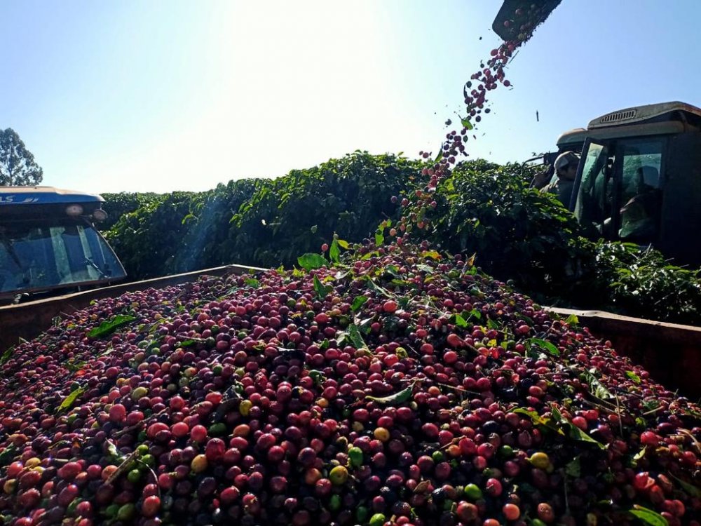 Fazenda - Venda - . - Luminárias - MG