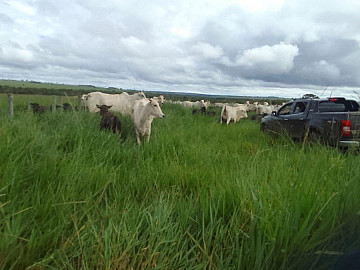 Fazenda � Venda